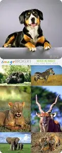 ImageBroker | IB-019 | Varios HQ Images
