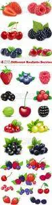 Vectors - Different Realistic Berries