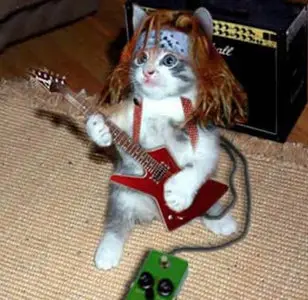 Cat bloopers