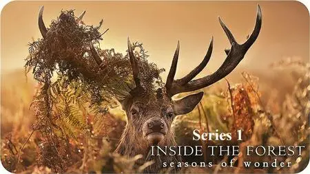 Cineflix - Inside the Forest Seasons of Wonder: Series 1 (2021)