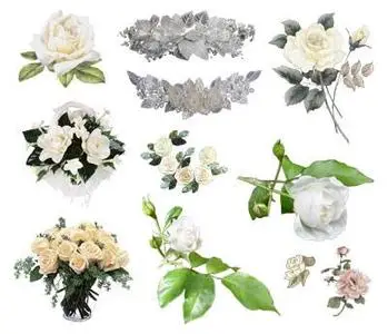 White roses - PNG Clipart for Photoshop 