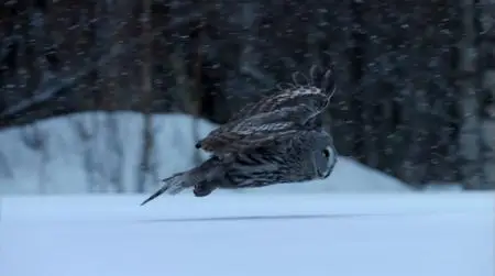 PBS - Nature: Owl Power (2015)