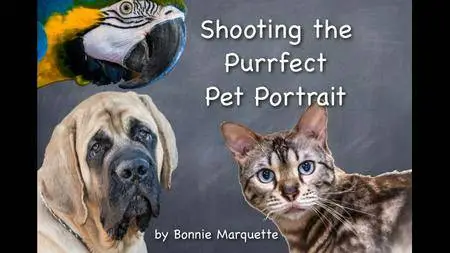 Shooting the Purrfect Pet Portrait