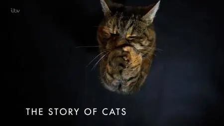 The Story Of Cats S01E02 (2016)