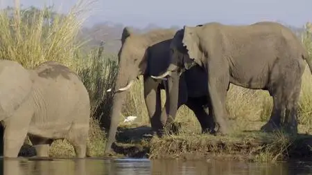 Smithsonian Earth - Great Parks of Africa: The Lower Zambezi (2017)