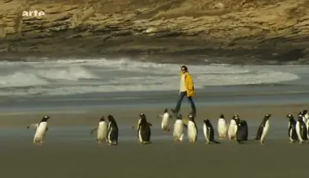 (Arte) Les Malouines, le paradis des manchots (2010)