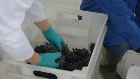 VICE - Iran in Iraq And Dying on the Vine (2018)