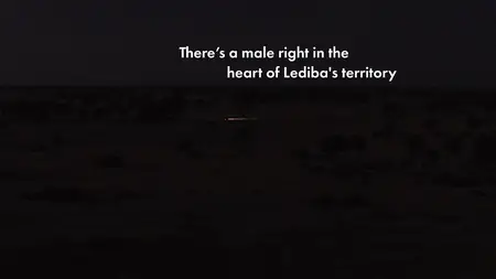 Big Cats S02E02