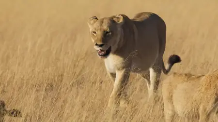 Big Cats S02E02