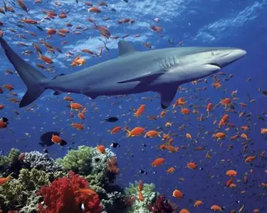 Underwater Wallpapers