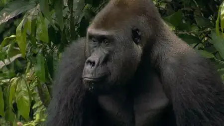 Doclights - Gorillas: Rumble in the Jungle (2020)