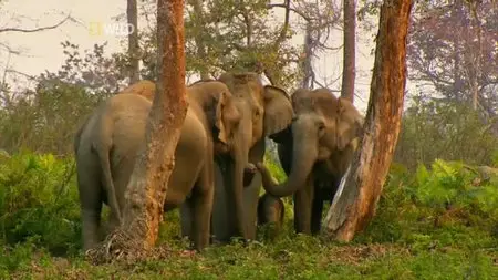 National Geographic - Wild India (2011)