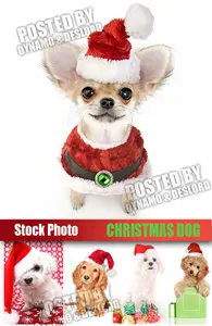 UHQ Stock Photo - Christmas Dog