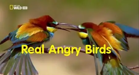 National Geographic - Real Angry Birds (2015)