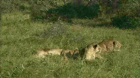 Africa's Super Seven (2008)