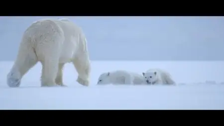 Polar Bear (2022)