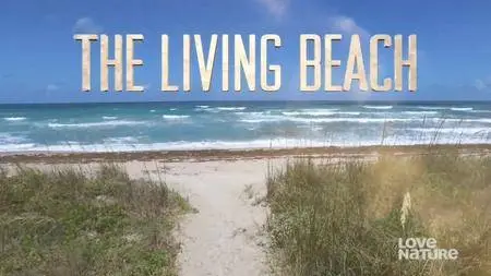 Blue Ant Media - The Living Beach (2015)