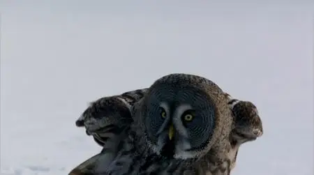 PBS - Nature: Owl Power (2015)