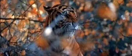 Akira Kurosawa-Dersu Uzala (1975)