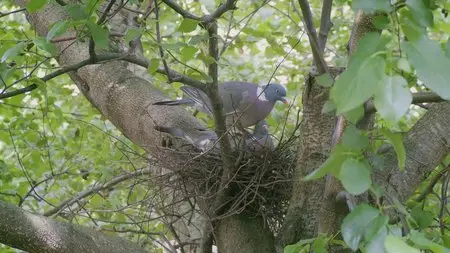 BBC - The Secret Life of Birds (2011) [ReUp]