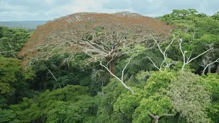 Il était une forêt / Once Upon A Forest (2013)