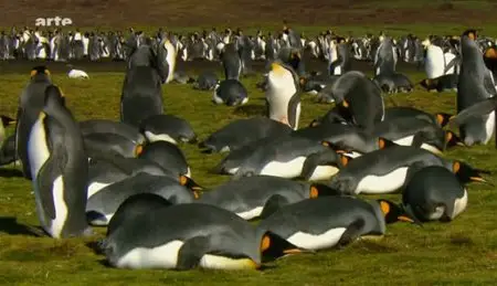 (Arte) Les Malouines, le paradis des manchots (2010)