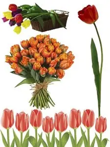 Tulips: Flower photo stock - Part 5