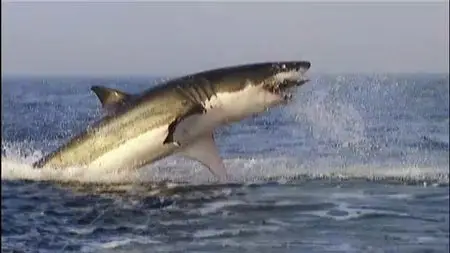 Discovery Channel - Shark Week (2009)