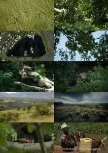 BBC - Natural World: Chimps of the Lost Gorge (2011)