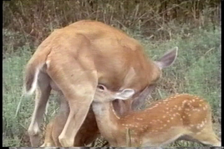 Wild Discovery - Whitetail Country (1990)