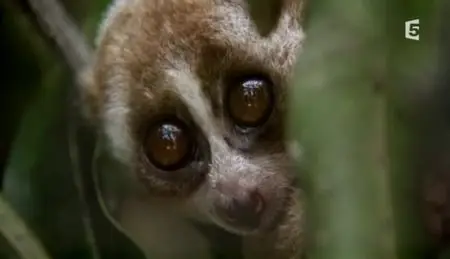 (Fr5) Des gremlins venimeux (2012)