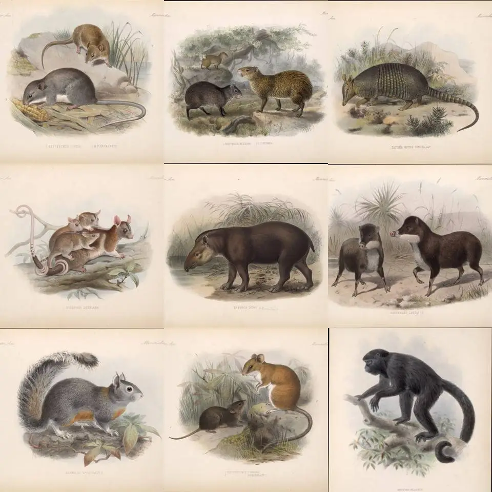 Biologia Centrali-Americana - Mammalia (1879-1882)