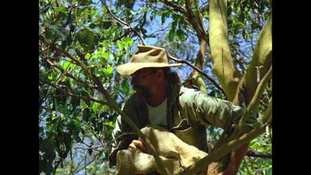 Australian Geographic - King Koala (1996)