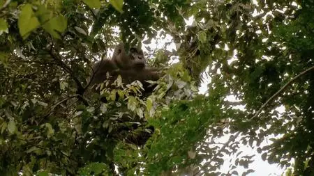 Doclights - Gorillas: Rumble in the Jungle (2020)