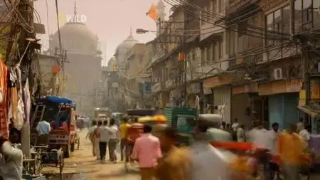 National Geographic - Wild India (2011)