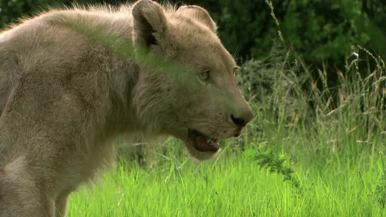 white lion 2010 white lion 2010