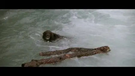 L'Orso (1988)