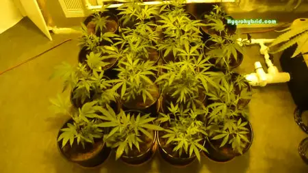 Hygrohybrid - Cannabis: All Grow Videos - Series 1