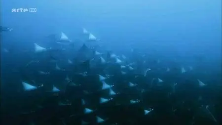 Dans le sillage des requins - Ep (02/04) - La vie secrète (2015)