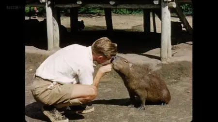 BBC - David Attenborough's Zoo Quest in Colour (2016)