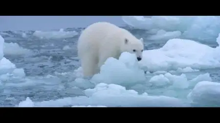 Polar Bear (2022)