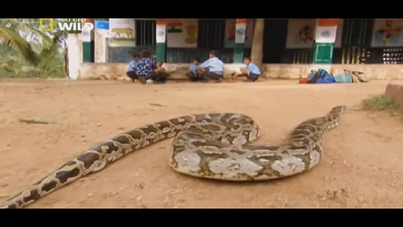 National Geographic - Wild Worlds: Creepiest Killers (2012)