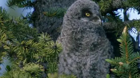 PBS - Nature: Owl Power (2015)