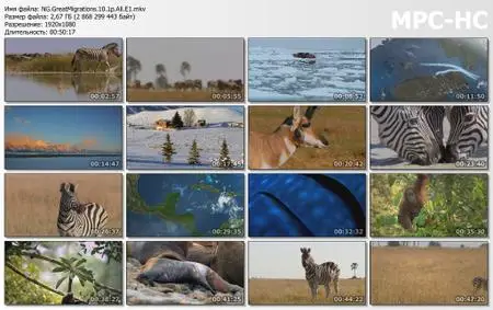 National Geographic: Great Migrations (2010)