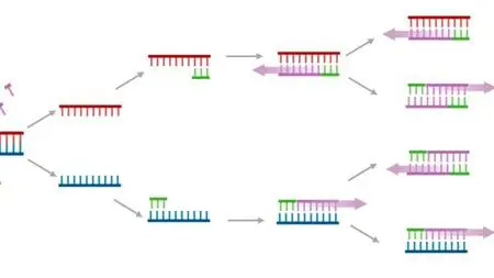 Principles in Real-time PCR and Data analysis