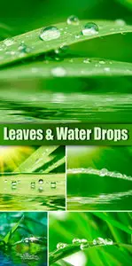 Stock Photo - Leaves and Water Drops