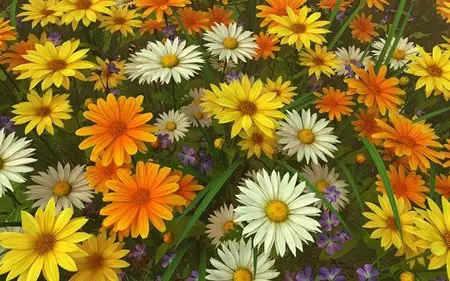 Wildflowers Screensaver 3D