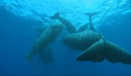 Channel 4 - Jimmy and the Whale Whisperer (2012)