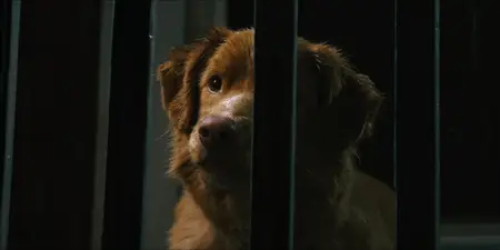 Good Boy (2025)