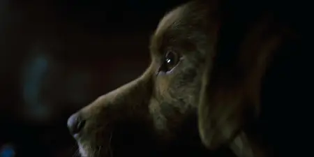 Good Boy (2025)